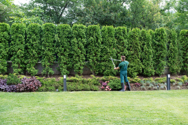 Organic Lawn Care Solutions in West Carson, CA