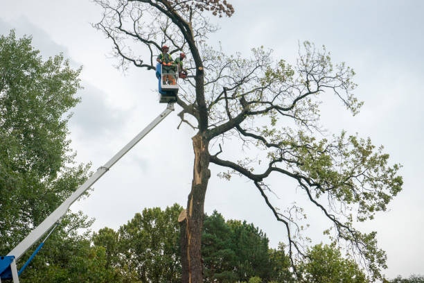 Why Choose Our Tree Removal Services in West Carson, CA?